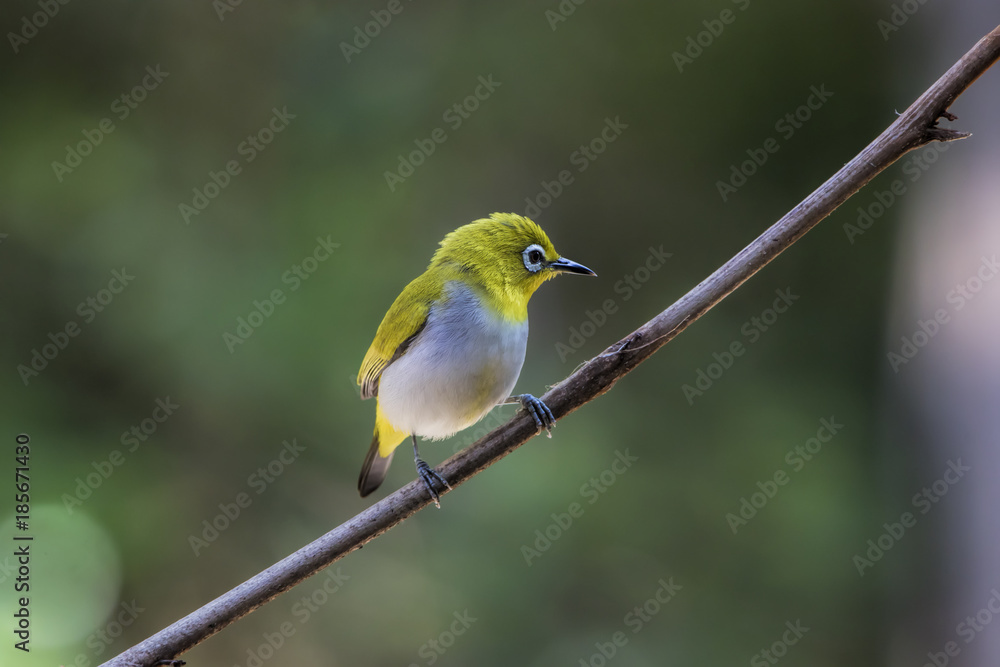 Fototapeta premium The Oriental white-eye (Zosterops palpebrosus) is a small passerine bird in the white-eye family. It is a resident breeder in open woodland in tropical Asia.