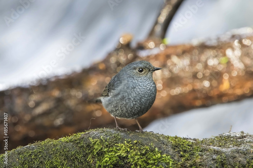 The plumbeous water redstart is a passerine bird in the Old World flycatcher family Muscicapidae. It is found in South Asia, Southeast Asia and China. photo