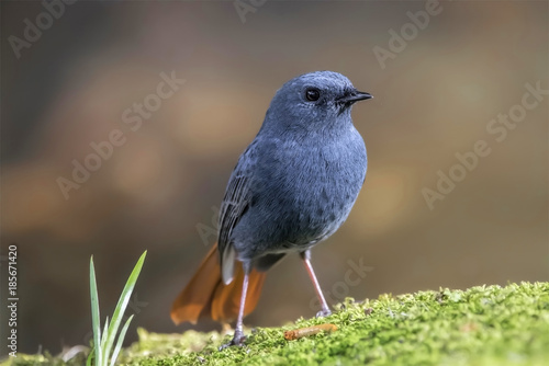 The plumbeous water redstart is a passerine bird in the Old World flycatcher family Muscicapidae. It is found in South Asia, Southeast Asia and China.