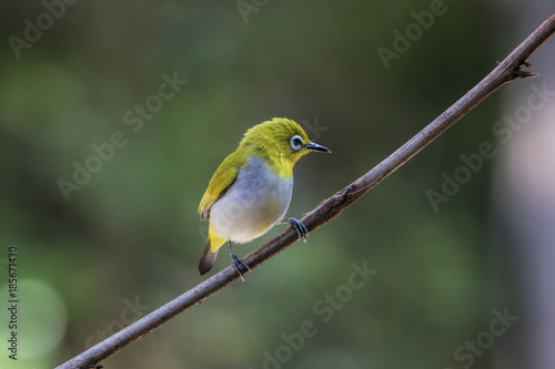 The Oriental white-eye (Zosterops palpebrosus) is a small passerine bird in the white-eye family. It is a resident breeder in open woodland in tropical Asia.