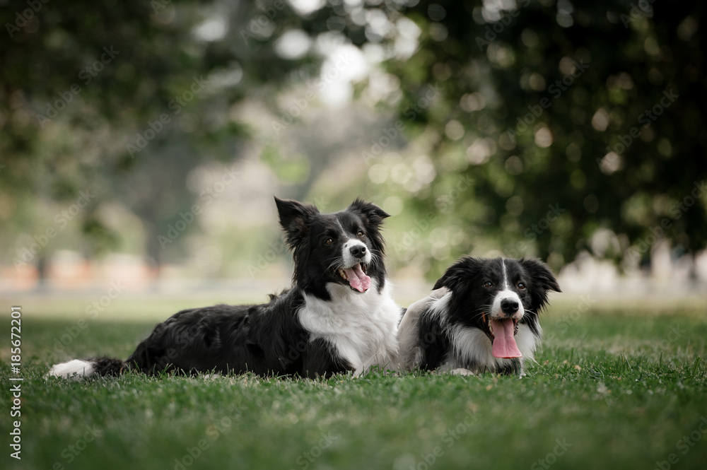 Two lying border collies Two lying border collies