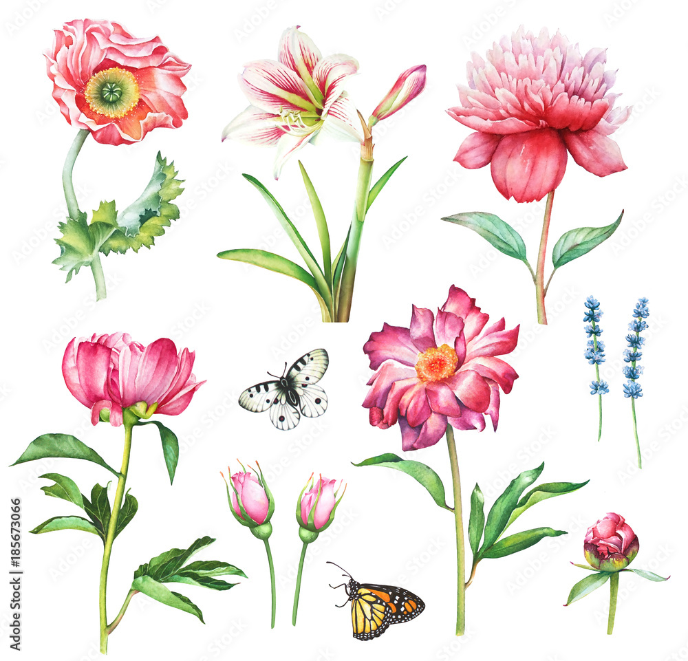 Watercolor collection of hand drawn flowers and butterflies isolated on white background.