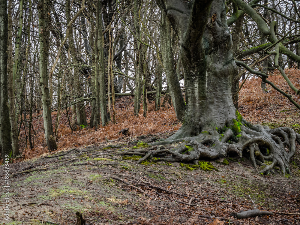 Tree and root