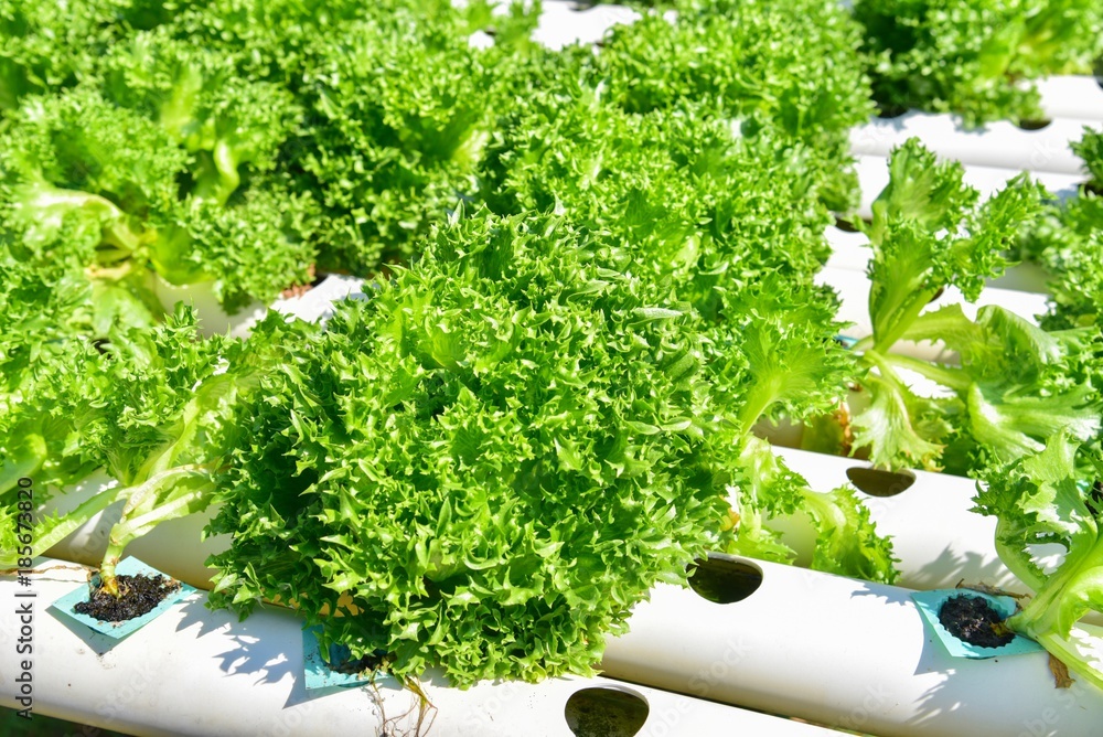 Green Oak Farm with Hydroponics Technique Stock Photo Adobe Stock