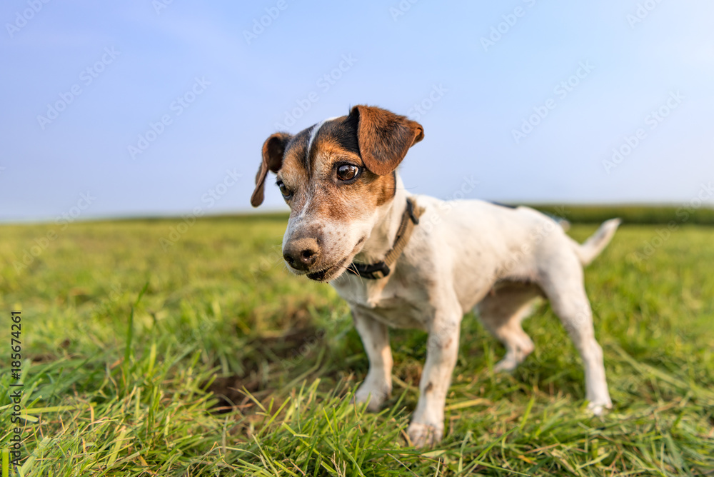 Jack Russell Terrier 10 years old - hair is smooth - little dog happily stands in a meadow after digging for mice Jack Russell Terrier 10 years old - hair is smooth - little dog happily stands in a meadow after digging for mice