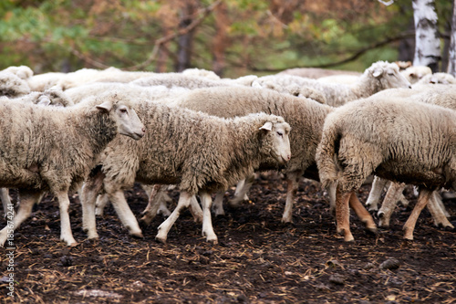 Herd sheep. Breeding animals. Cold autumn
