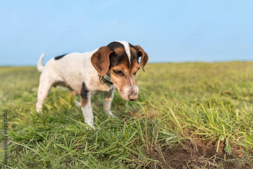 Stockfoto med beskrivningen Jack Russell Terrier 10 years old hair is