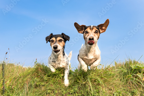 Photography Jack Russell 8 and 10 years old - hair style: broken and smooth - two little cut
