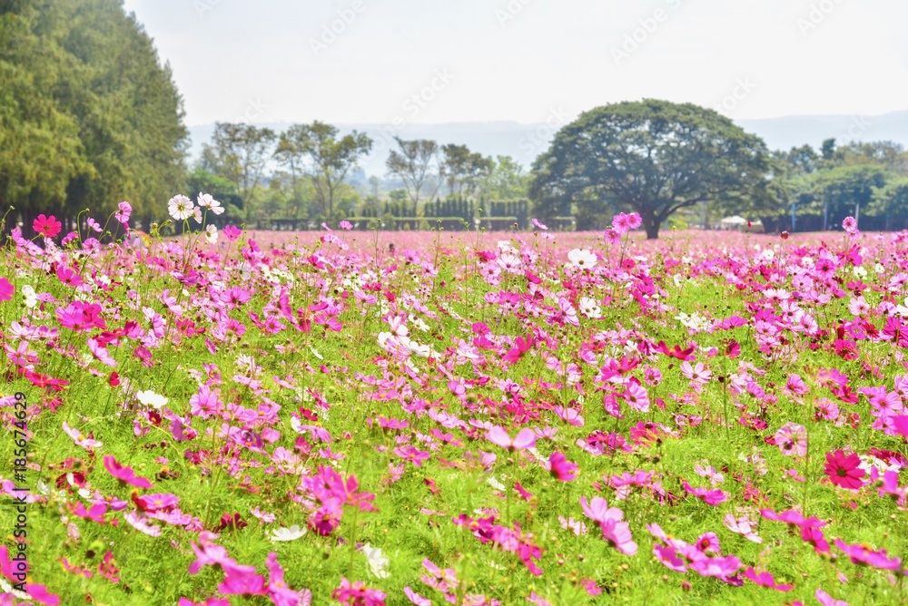 Pink Cosmos Flowers Field at Jim Thompson Farm Pink Cosmos Flowers Field at Jim Thompson Farm