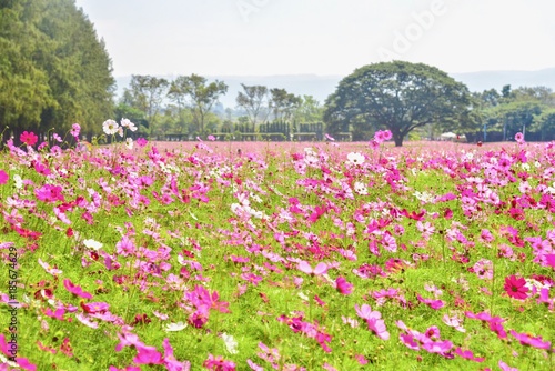 Pink Cosmos Flowers Field at Jim Thompson Farm