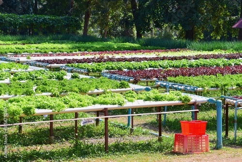 Organic Green Vegetables at Hydroponic Vegetable Farm photo