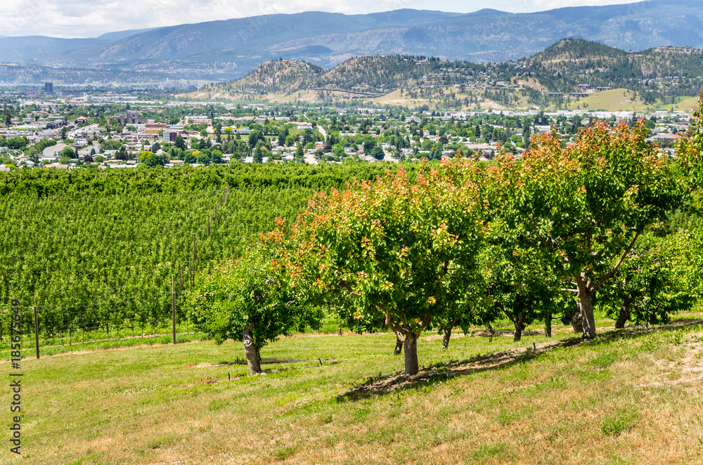 Rural Landscape with a Vineyard and Fruit Trees  on a Sunny Spring Day. A Town is Visible in Background. Kelowna, BC, Cananda.