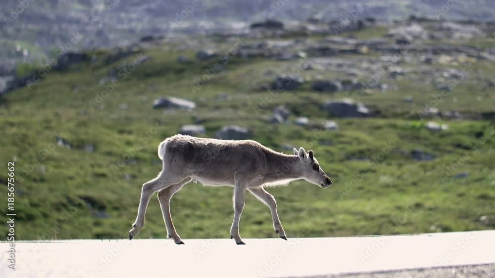 Baby reindeer walks on street