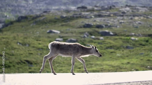 Baby reindeer walks on street photo