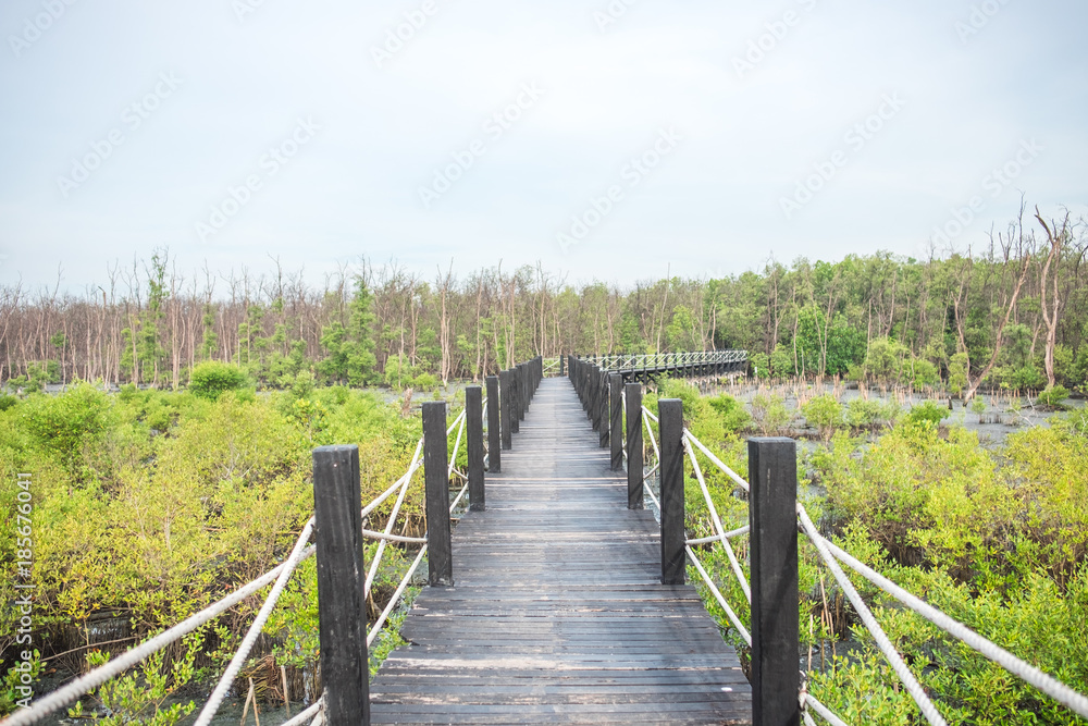 travel background beautiful nature wooden bridge in forest with green tree. this image for jungle, scenery, landscape, wild, outdoor concept
