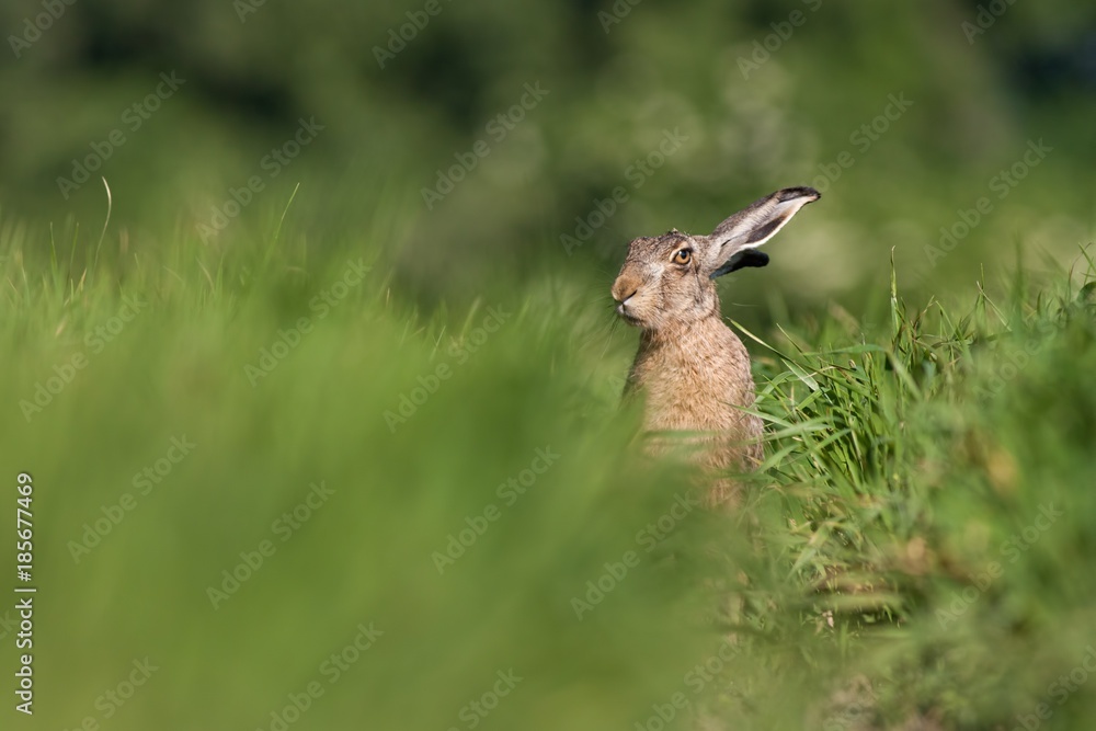 European brown hare, Lepus europaeus, in summer. Wild animal in field with blurred green background. Rabbit on a meadow. European brown hare, Lepus europaeus, in summer. Wild animal in field with blurred green background. Rabbit on a meadow.