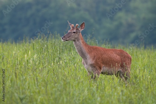 Fototapeta Naklejka Na Ścianę i Meble -  Young Red Deer, Cervus elaphus, stag growing velvet antlers in summer. Wild animal in grass land with green blurred background.