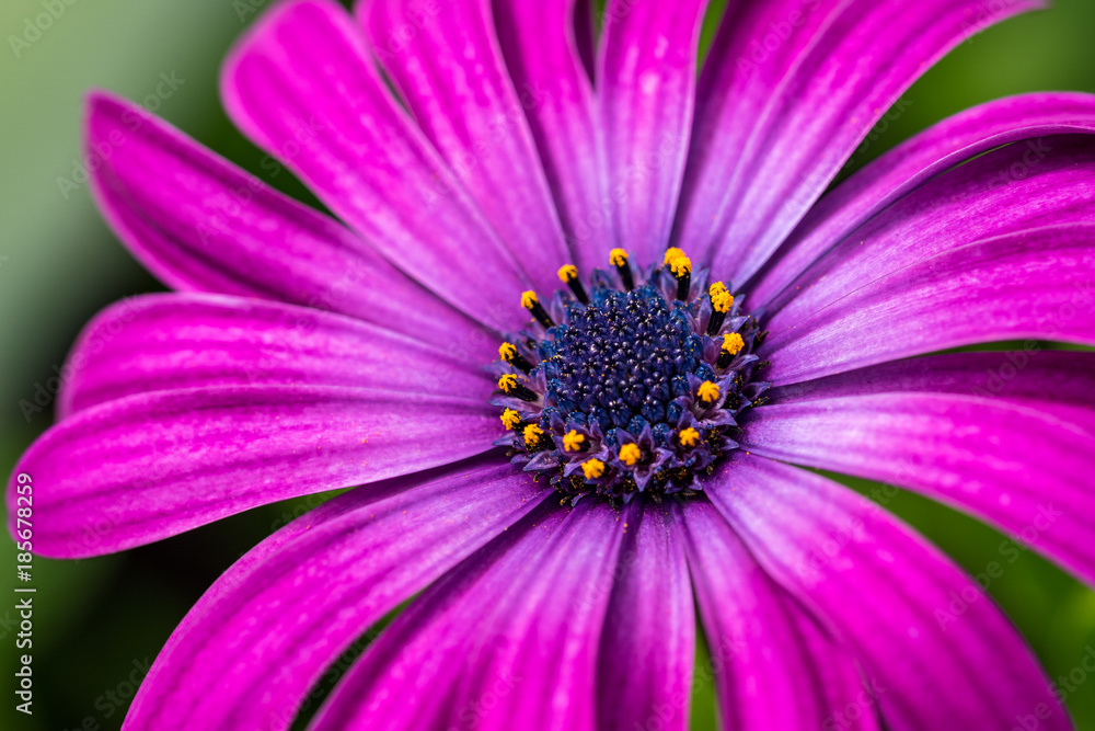 single purple daisy close up shot single purple daisy close up shot