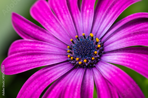 single purple daisy close up shot