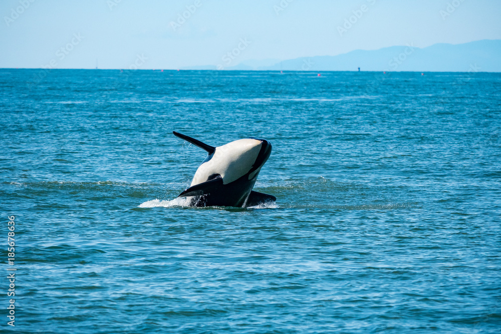 Fototapeta premium killer whale jump out of blue ocean with mountain as background