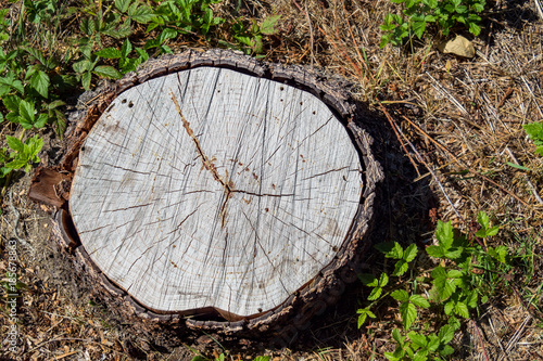 tree trunk on the ground with growth rings and crack