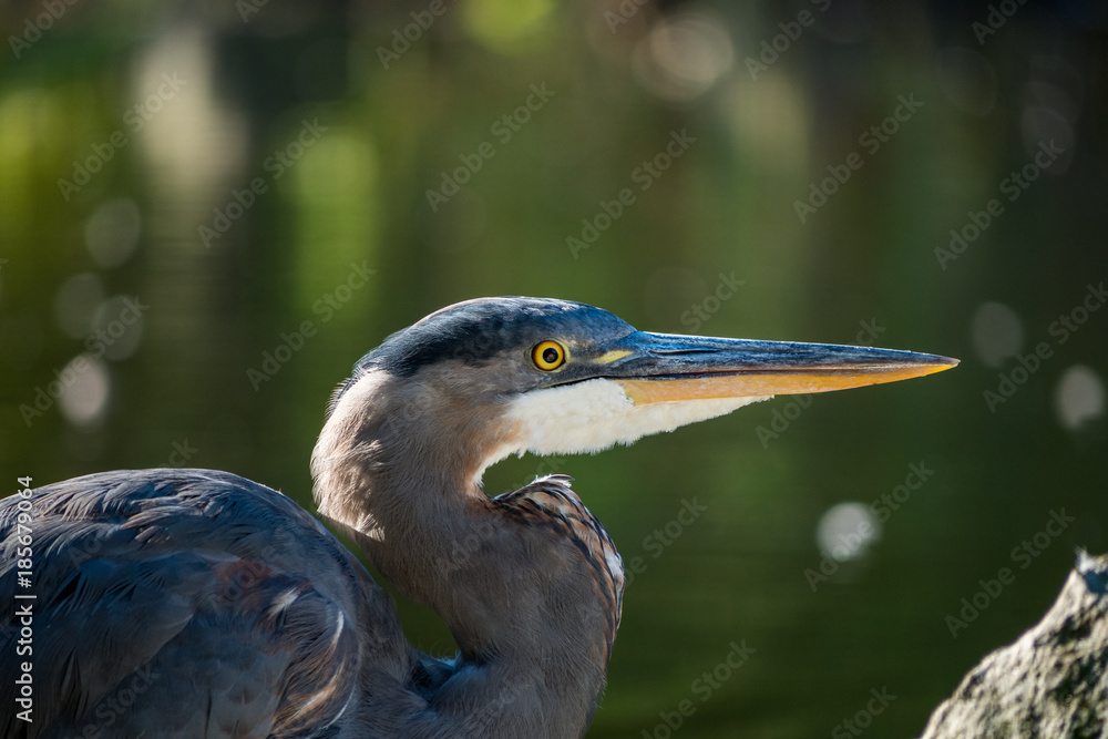 great blue heron close up profile shot great blue heron close up profile shot