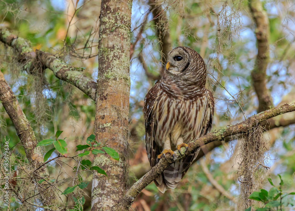 BARRED OWL BARRED OWL