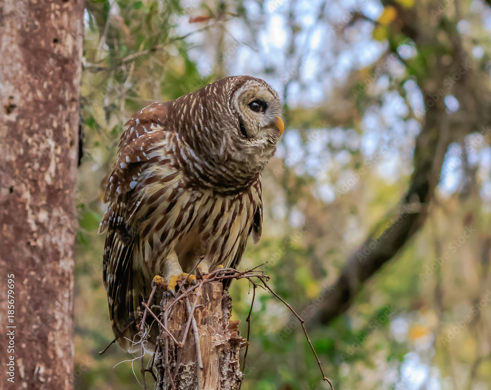 BARRED OWL BARRED OWL