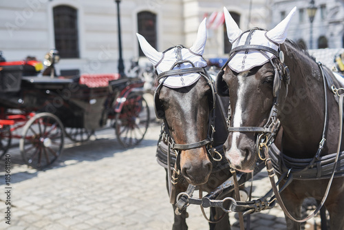 Horse carriage in Vienna historic city center