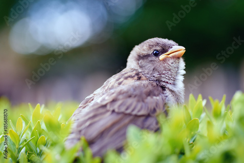 Baby sparrow on a bush
