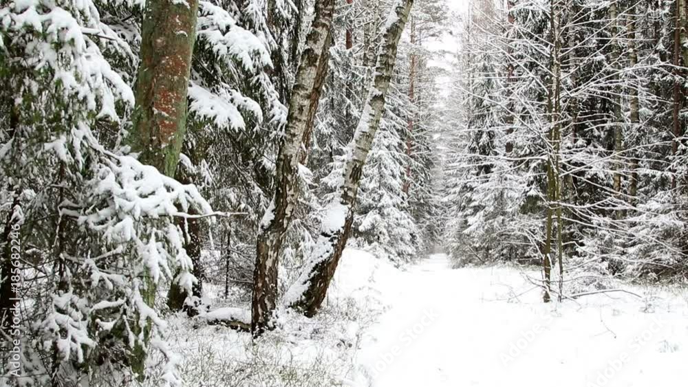 Winter forest. The trees covered with snow in the winter wood. Winter forest. The trees covered with snow in the winter wood.