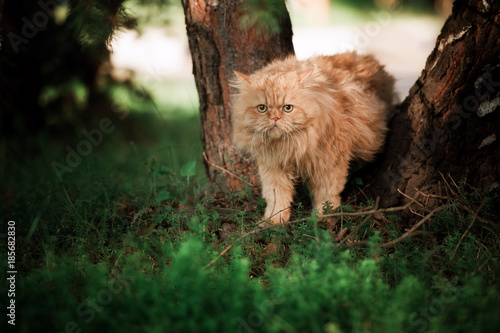 Walking persian cat
