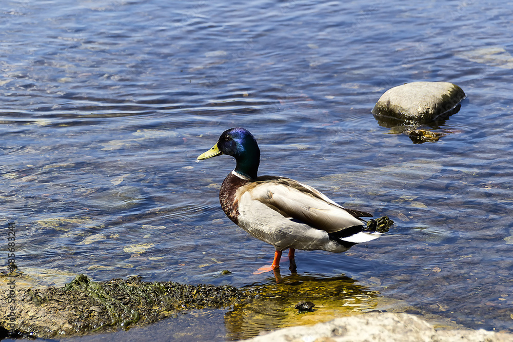 Obraz premium Mallard duck on lake in front of Ross Castle in Killarney national park