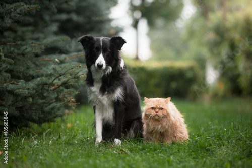 Border collie and the persian cat