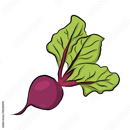 Hand drawn garden beet, vector