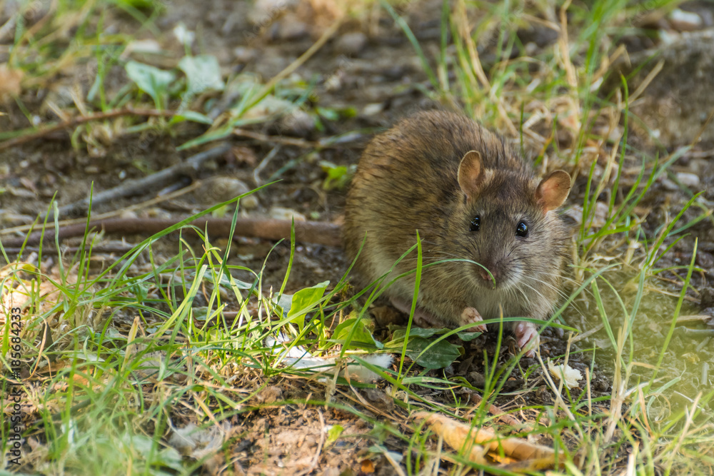 A Brown Rat Looking for Food in the Forest A Brown Rat Looking for Food in the Forest