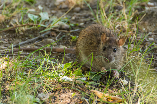A Brown Rat Looking for Food in the Forest