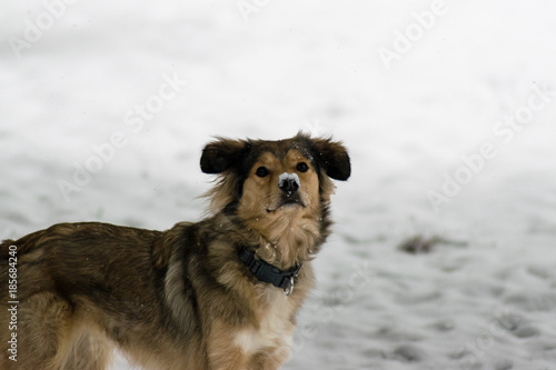 Young Dog in Winter © Ica