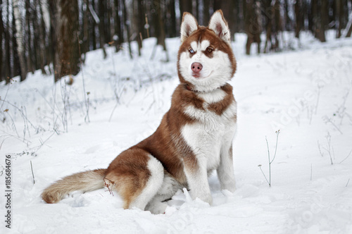 Portrait of a Husky dog in the winter forest © Yura Devyatov
