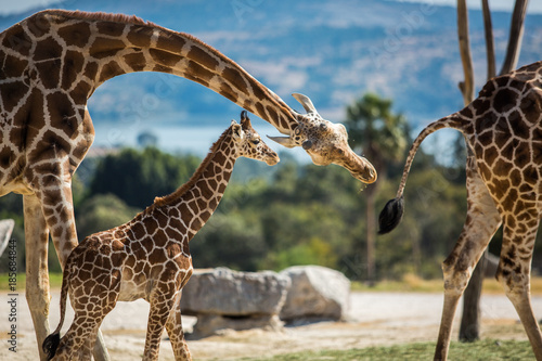 Giraffe family on a walk