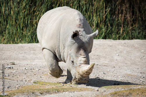 Big white rhino on the ground