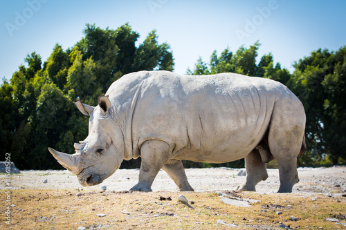 Big white rhino on the ground