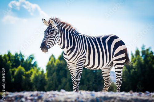 Beautiful zebra standing alone