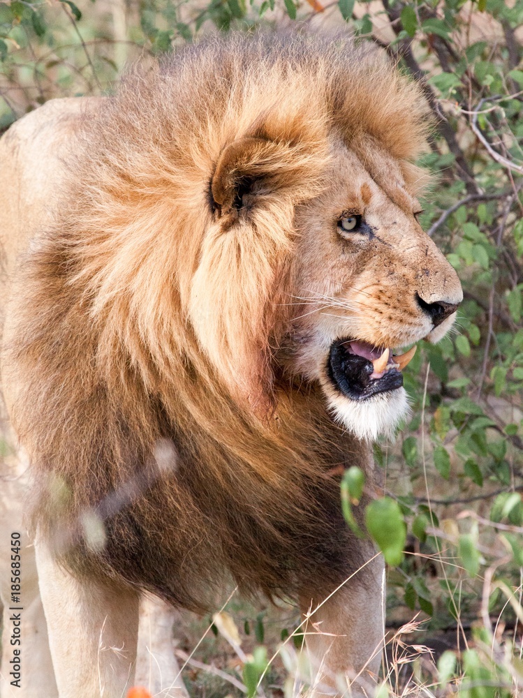 Male lion looking into bushes showing sharp teeth Male lion looking into bushes showing sharp teeth
