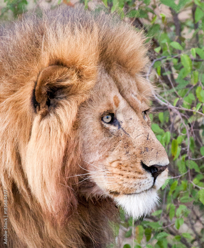 Close-up of male lion staring