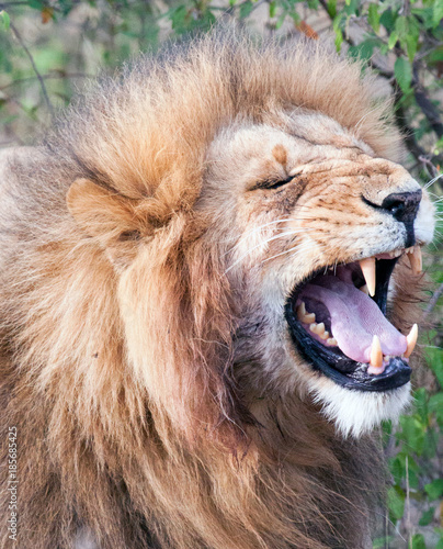 Male lion with mouth open during flehmen response photo