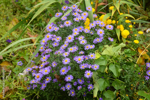 Gardening for bees with tansy leaf aster (Machaeranthera tanacetifolia). Make your garden bee-friendly in autumn with Aster amellus. photo