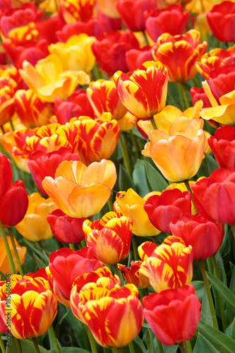 Side view of a colorful field of mixed orange  yellow and red Tulips - Tulipa - during the Tulip Festival in April in Amsterdam  The Netherlands  Europe.