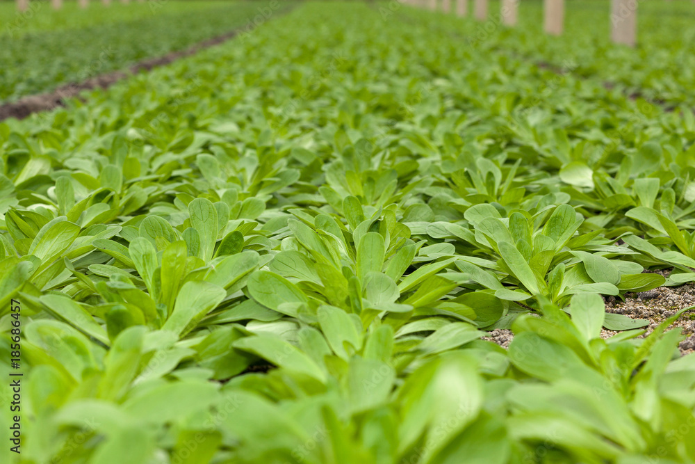 Close up of organically growing Corn Salad - Valerianella locusta - growing in a greenhouse or glasshouse. Close up of organically growing Corn Salad - Valerianella locusta - growing in a greenhouse or glasshouse.