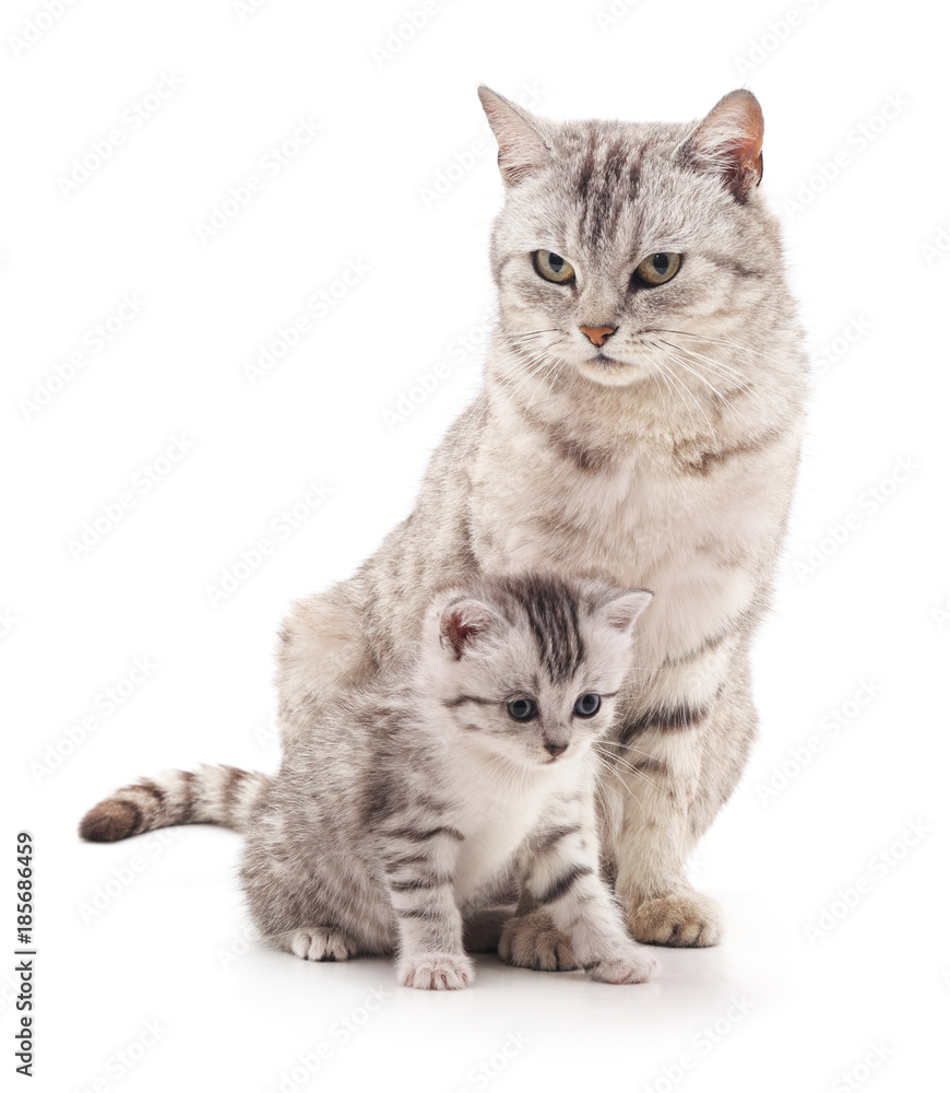 Mom cat and kitten.